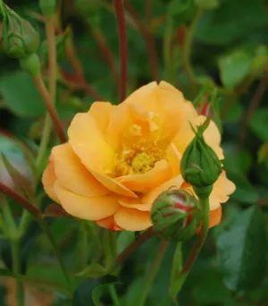 Amber Flower Carpet Rose