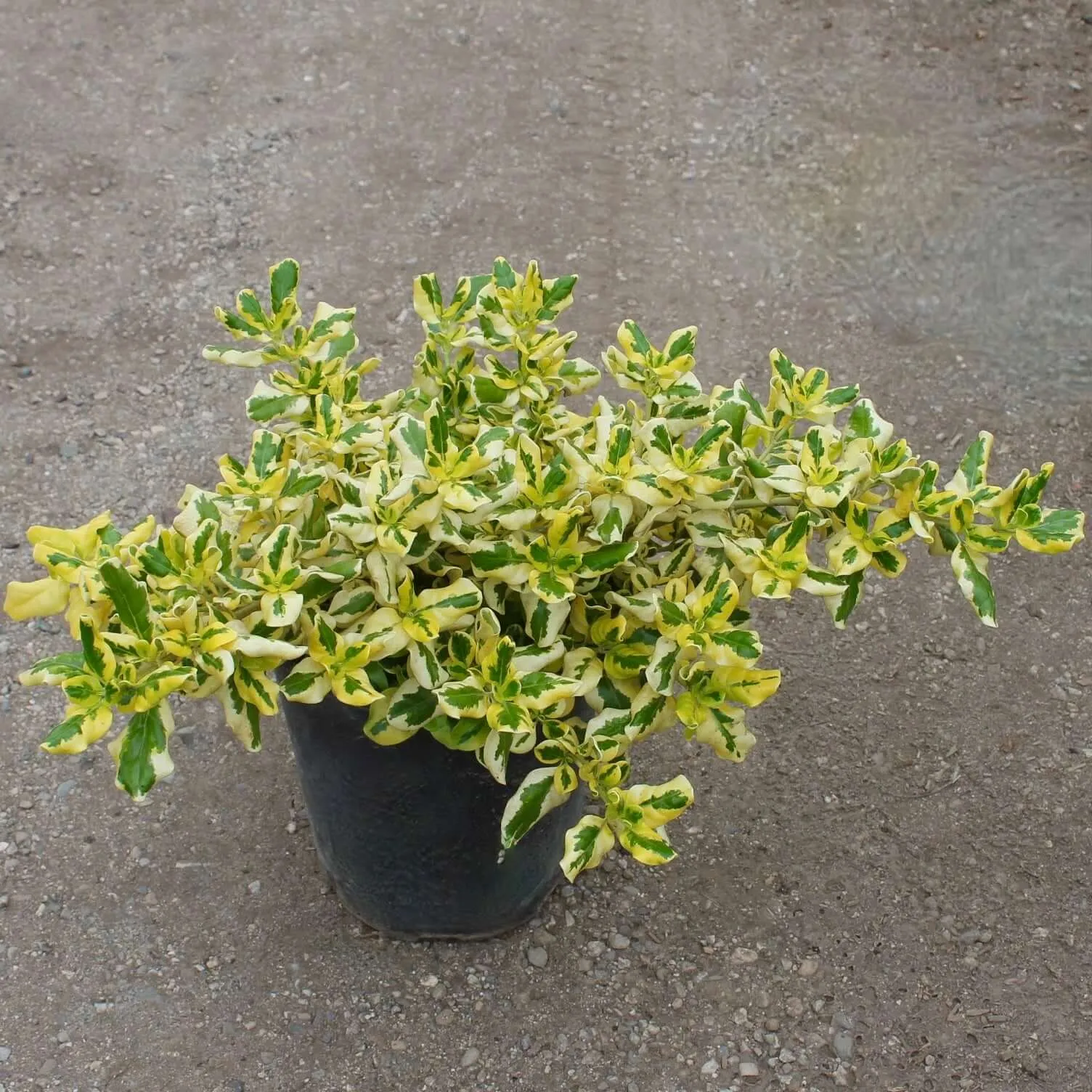 Gold Splash Mirror Plant