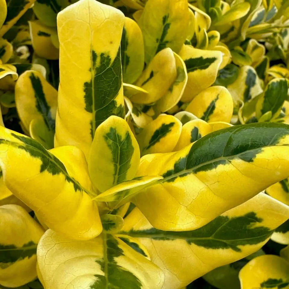Gold Splash Mirror Plant