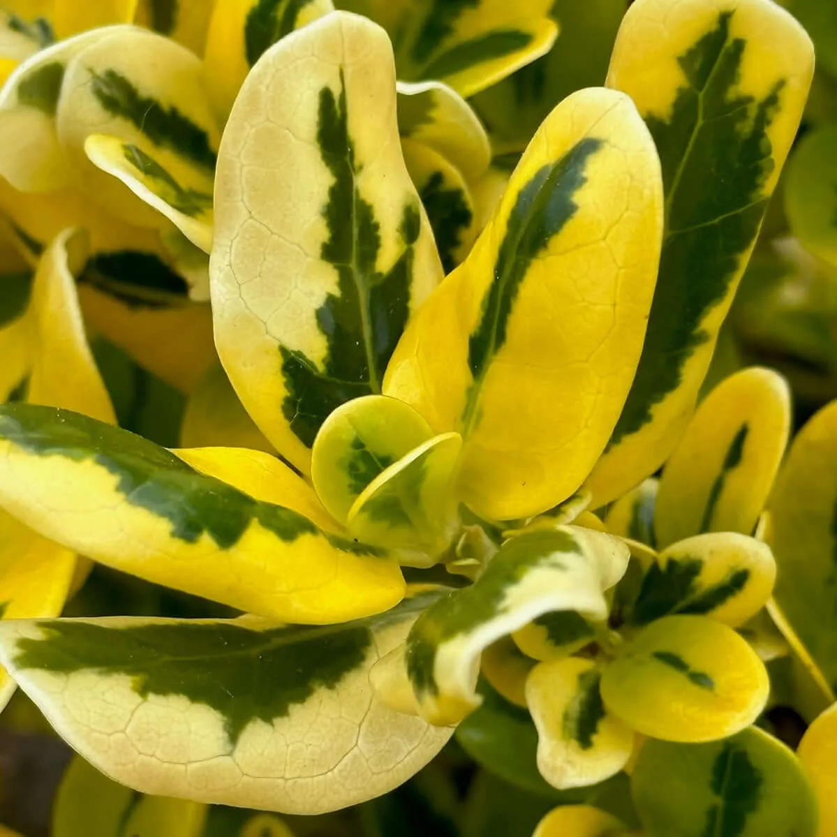 Gold Splash Mirror Plant