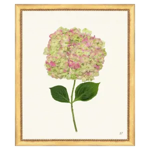 Pink Hydrangea I