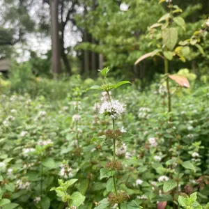 Wild Mint - Mentha arvensis